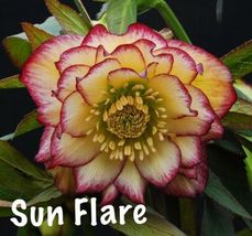 Lenton Rose Hellebore Winter Jewels Sun Flare Zones 4-9 USA live plants - $31.51