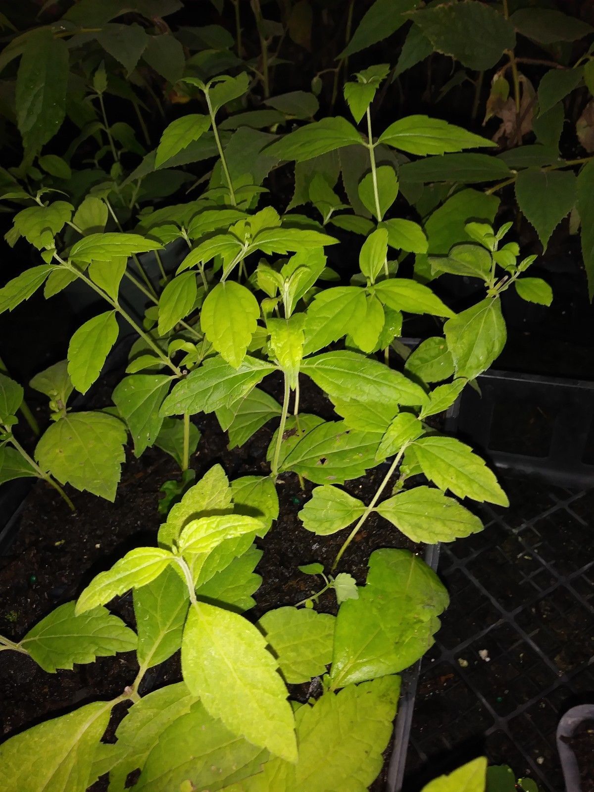 Mexican dream herb true Calea Zacatechichi 2 live plants FREE SHIPPING