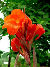 5 Pcs Red Canna Lily Flower Seeds #MNSF - $14.00