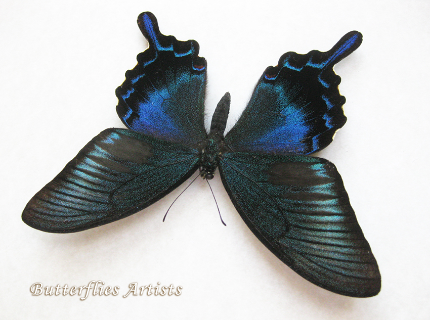 RARE Papilio Dehaanii Japanese Peacock Real Butterfly Entomology