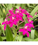 3 cutting aerial roots Purple Epidendrum Orchid  - $22.99