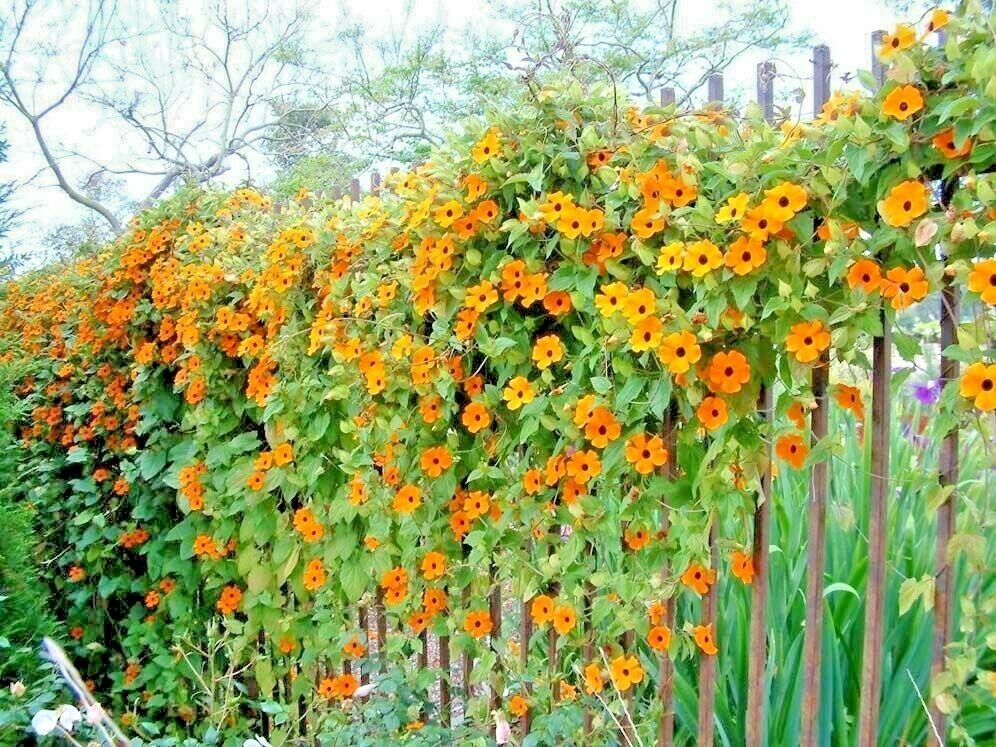 50+BLACK EYED SUSAN VINE Flower Seeds Easy to Grow 8ft Climber Garden