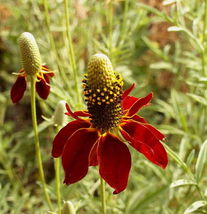 2000 Dwarf Red Coneflower Flower Seeds Ratibida columnifera - $2.19