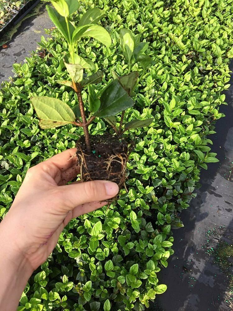 Viburnum Suspensum 40 Live Plants Evergreen Privacy Hedge Plants