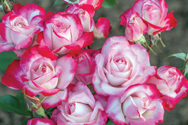 Star Rose Bush Starter Plant-SHIPS Without Pot - Candy Cane Cocktail - Gardening - $70.00