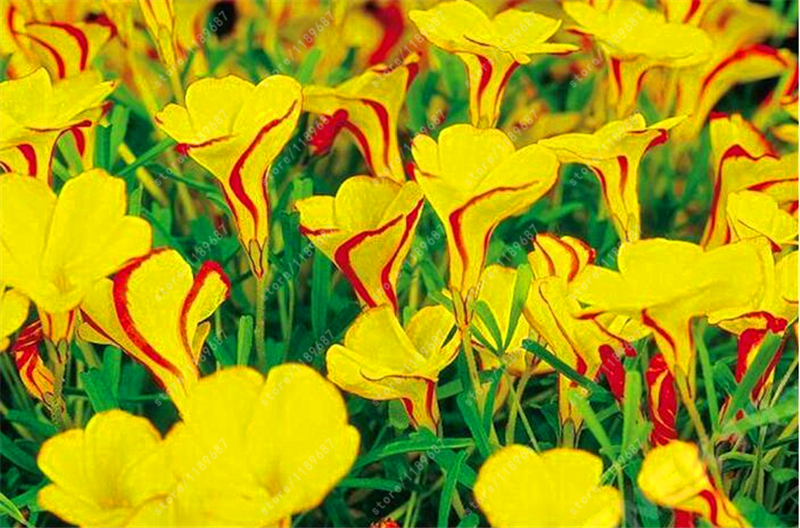 100 Seeds oxalis flower (oxalis Seeds) rare oxalis versicolor Candy