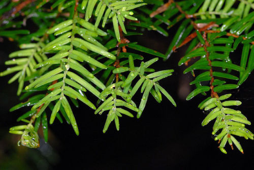 Chinese Hemlock Tsuga chinensis Hardy Evergreen Tree Seeds