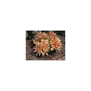 25 Giant Amaranthus Tri-color Seeds-1071A