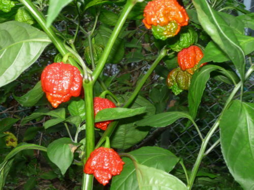 discount hot sale 1000 Seeds Trinidad Moruga Scorpion