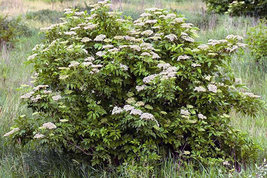 Elderberry (Sambucus canadensis) shrub qt. pot image 6
