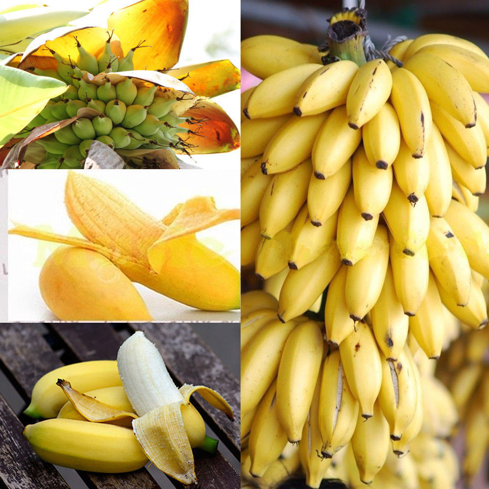 Super 30 Seeds Dwarf Banana Tree Mini Bonsai Plant Exotic ...