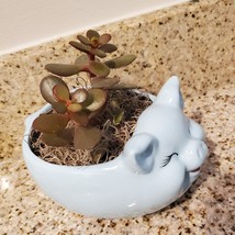 Pig Plant Pot with Baby Jade Succulent, 6" Ceramic Blue Pig Planter image 6