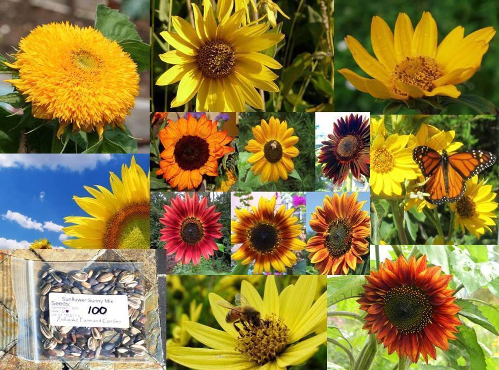 Sunny Sunflower Mix Seeds bin11C Annual & Biennial Seeds