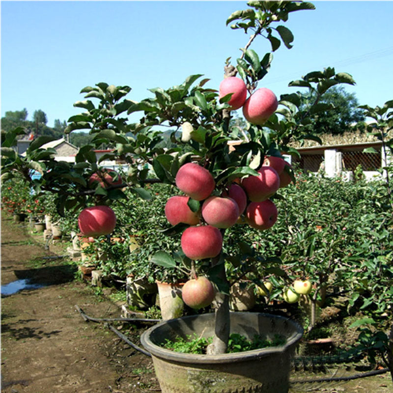 50pcs Very Rare Dwarf Apple Tree Sweet Fruit Planted Fruit Trees Seeds