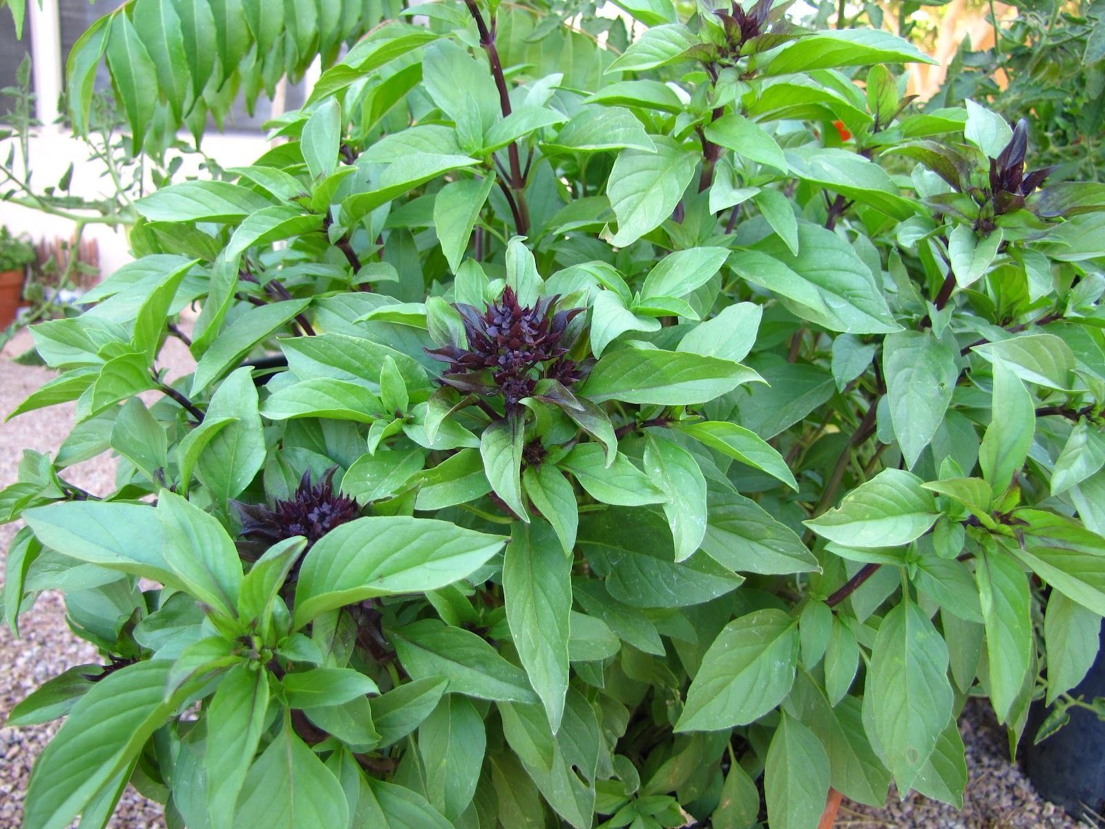 SHIPPED From US,PREMIUM SEED:Thai Basil (175 -1 OZ seeds) Premium ...