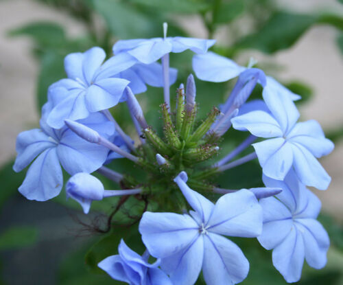 10 Seeds Plumbago Cape Leadplant Plumbago Auriculata - Seeds & Bulbs