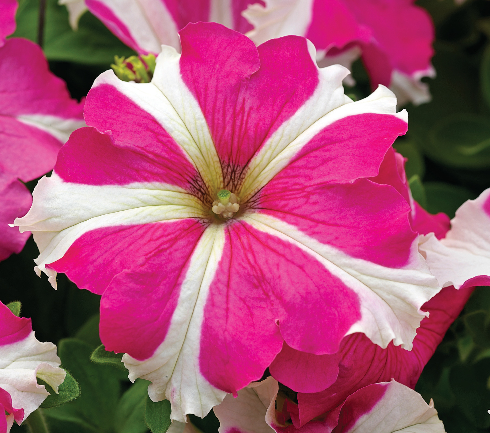 Rose Red Garden Petunia With White Stripe Annual Flower Seeds 50 Seeds 
