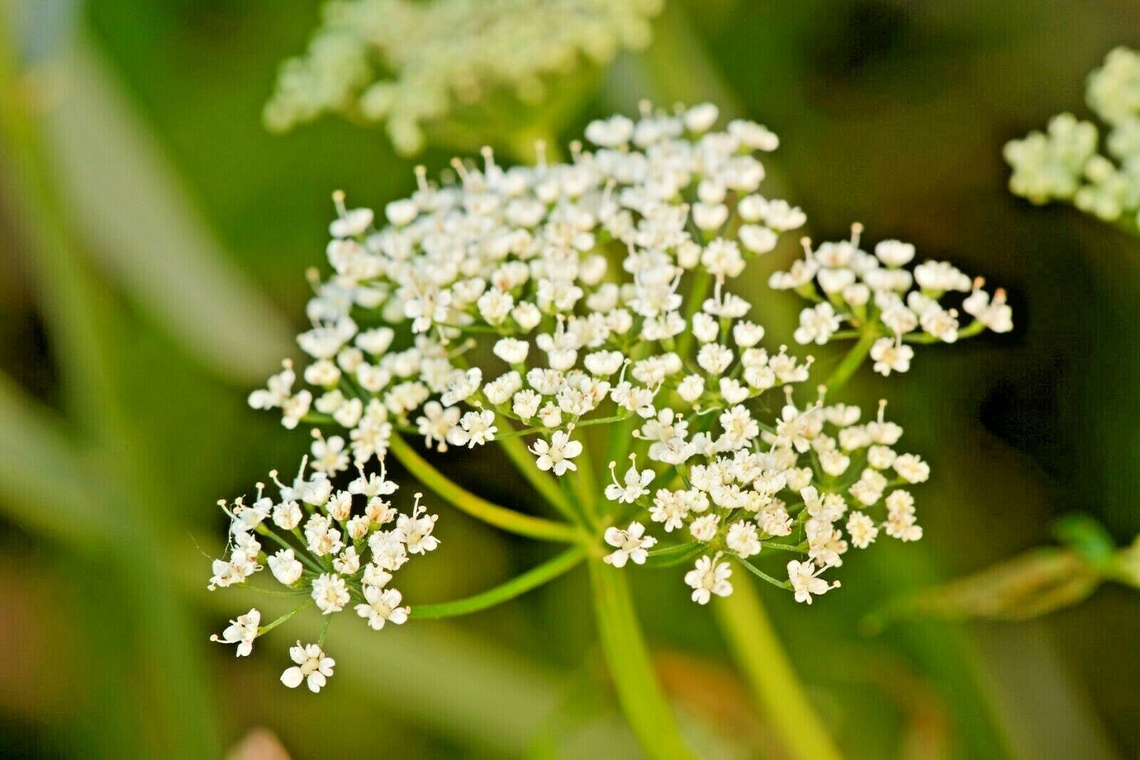 FLOWER Seeds False Queens Anne's Lace African Wildflower