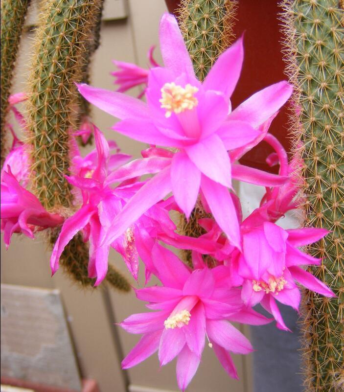 100Seeds African Rat Tail Cactus Seeds cacti Succulents