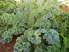 Dwarf Siberian Kale Seeds | Organic | Heirloom | Vegetable | Rare | Wholesale - $1.98+