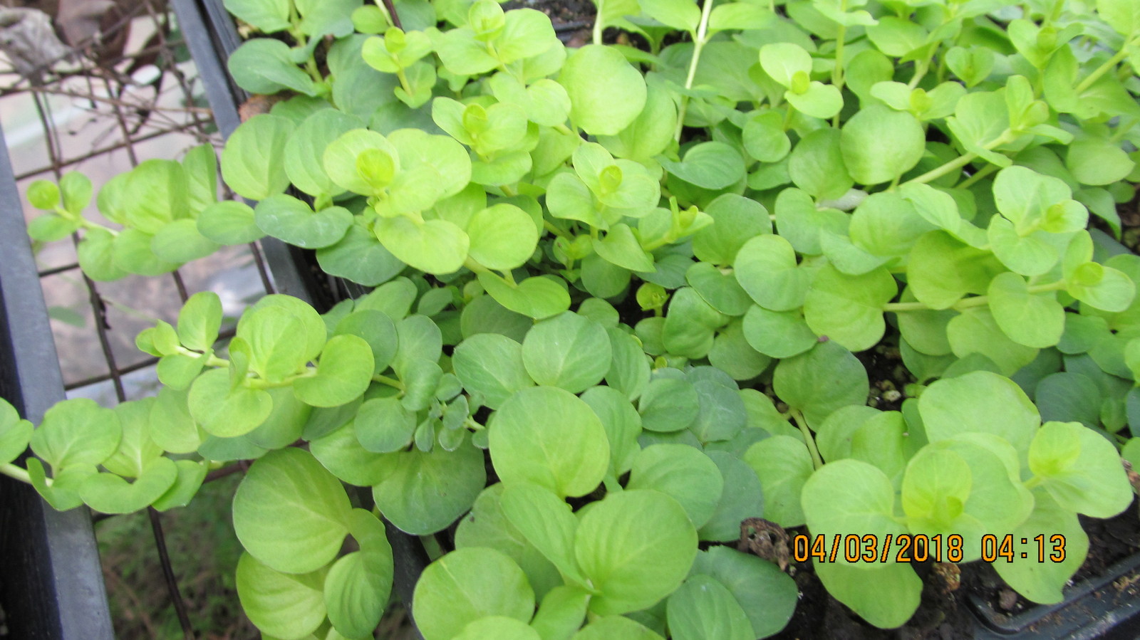Creeping Jenny Lysimachia Nummularia Ground Cover Perennial 2.5 x 3