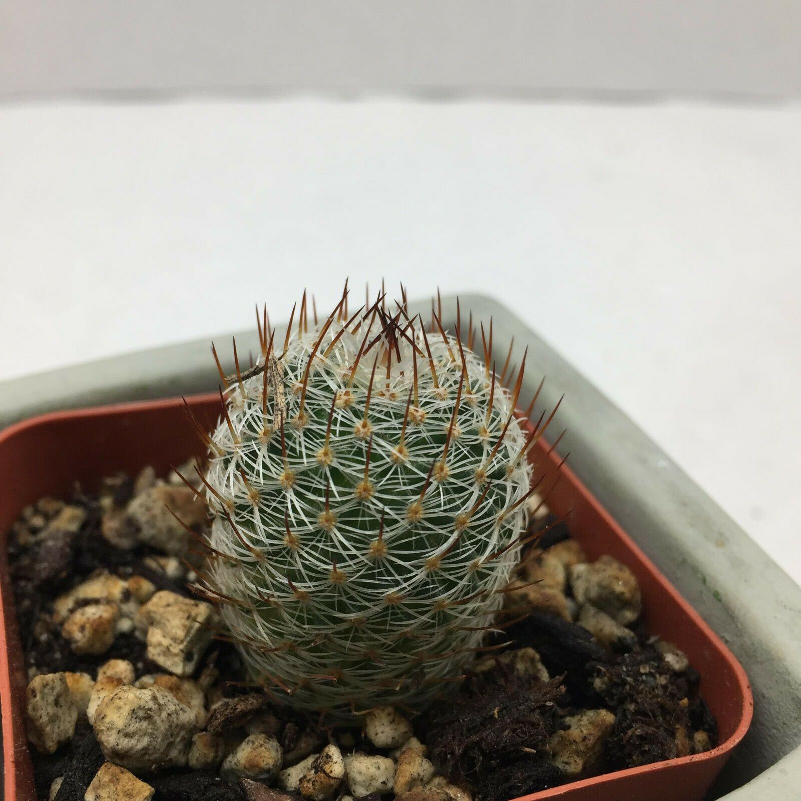 Beautiful Mammillaria Rhodantha Cactus Cacti Live Plant - Annual 