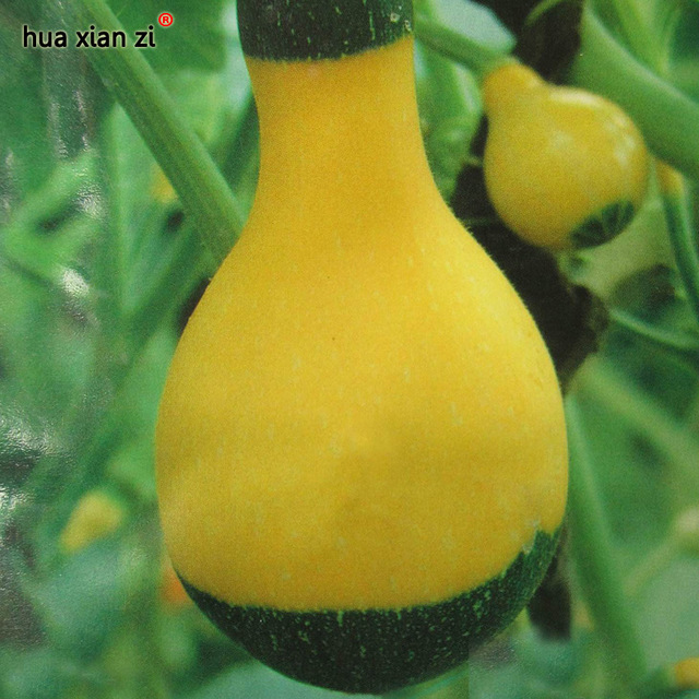 10 Pcs Gourd Seeds Green Ornamental, HZ Delicious ...