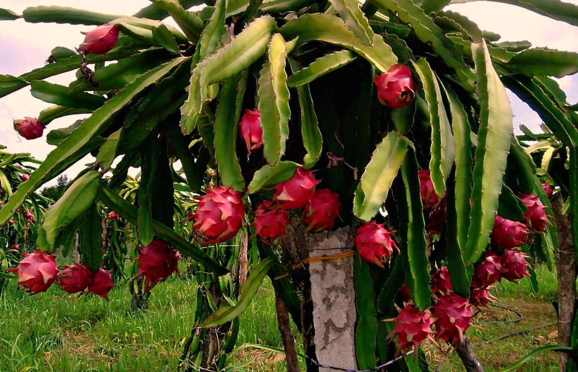 Dragon Fruits Plant Pink Fruits