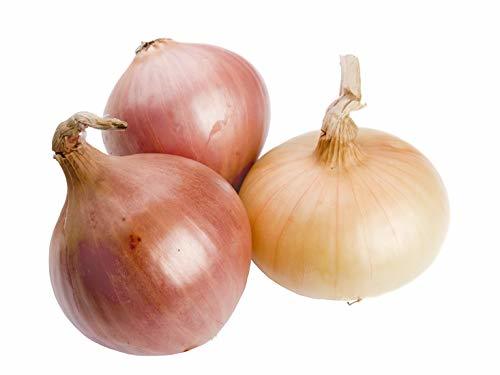 Sow No GMO Onion Texas Early Grano Short Day Vidiala Type Non GMO Heirloom Garde