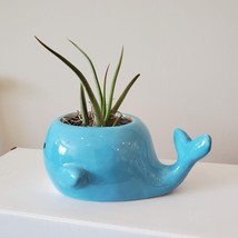 Whale Planter with Air Plant, live plant, 6" blue ceramic animal planter