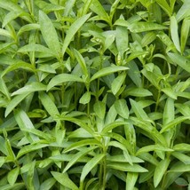 100Pcs Tarragon Little Dragon Herb Seeds Artemisia Dracunculus Seed - $19.27
