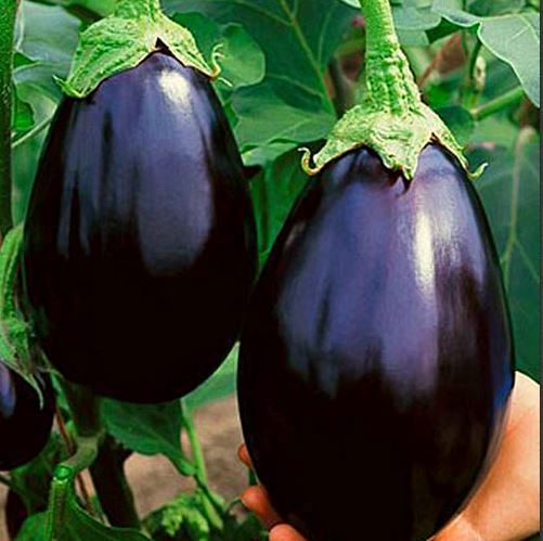 deep purple eggplant dark purple hair deep purple eggplant dark purple hair