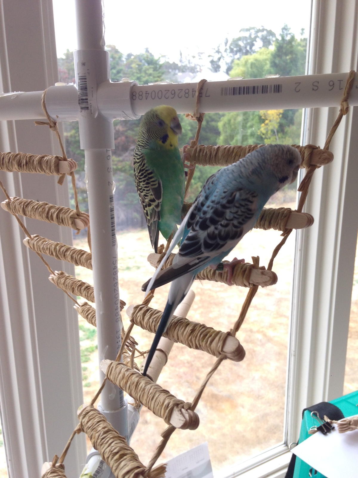 Small Pet Bird Toy Ladder Bridge Budgie Parakeet Climbing Chew