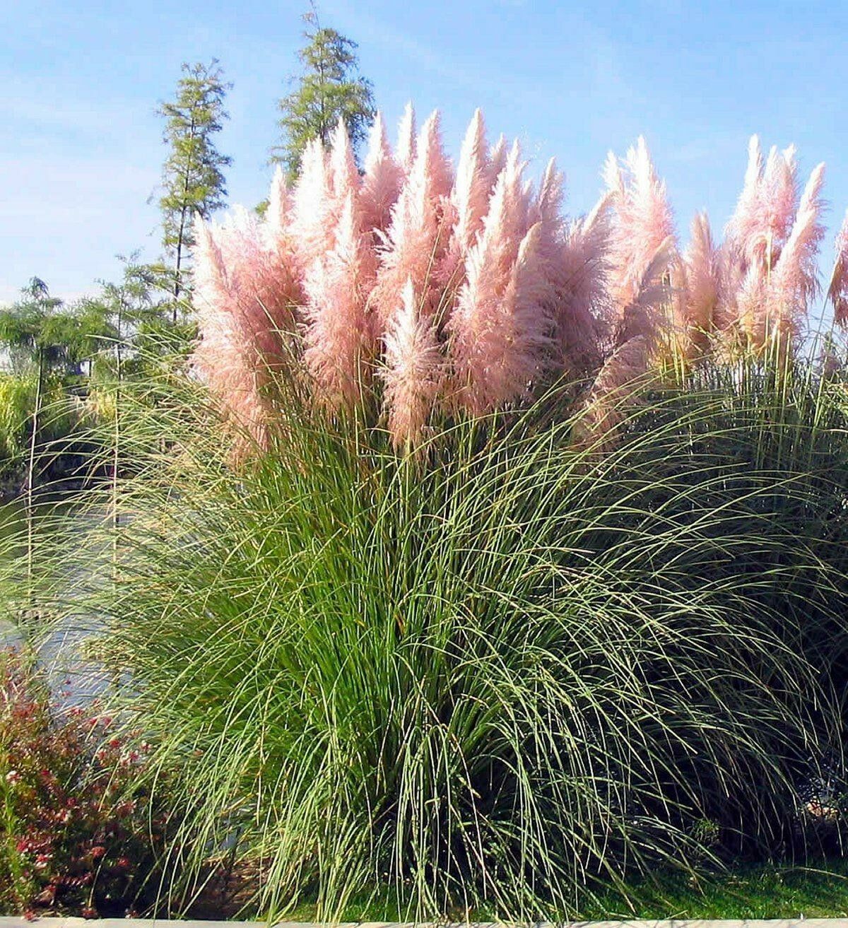 bright pink pampas grass