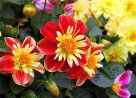 “ 50 PCS MDahlia Collarette Dandy Mix Seeds - Bright Red Flowers with Ye... - $13.98