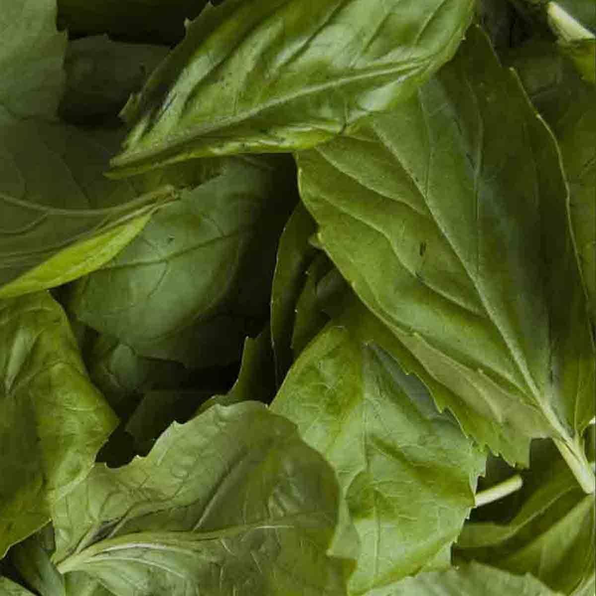 BASIL LARGE LEAVED SWEET 600+ SEEDS HERB MOSQUITO INSECT REPELLENT