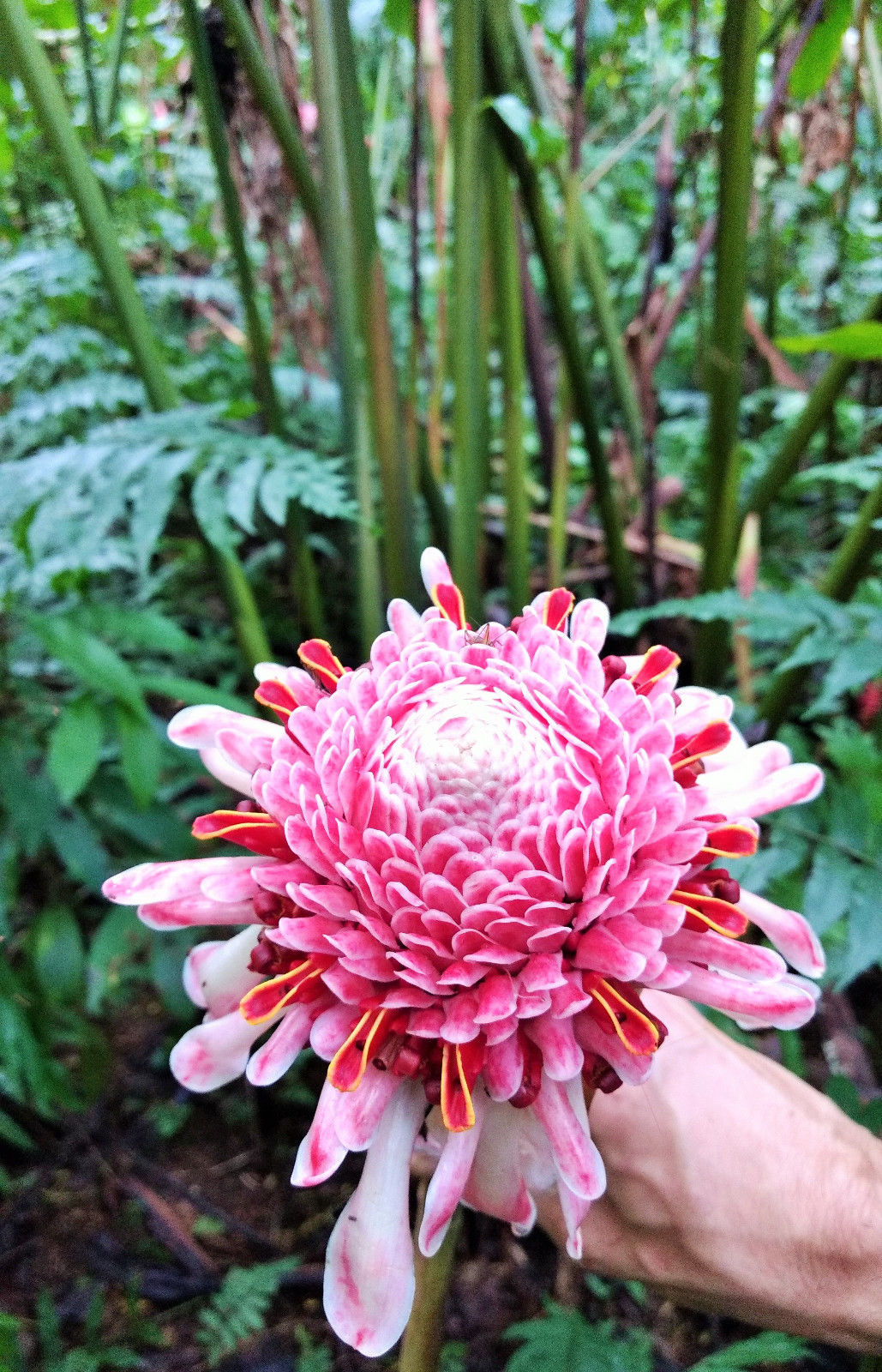 Rare Etlingera elatior Pink Torch Ginger