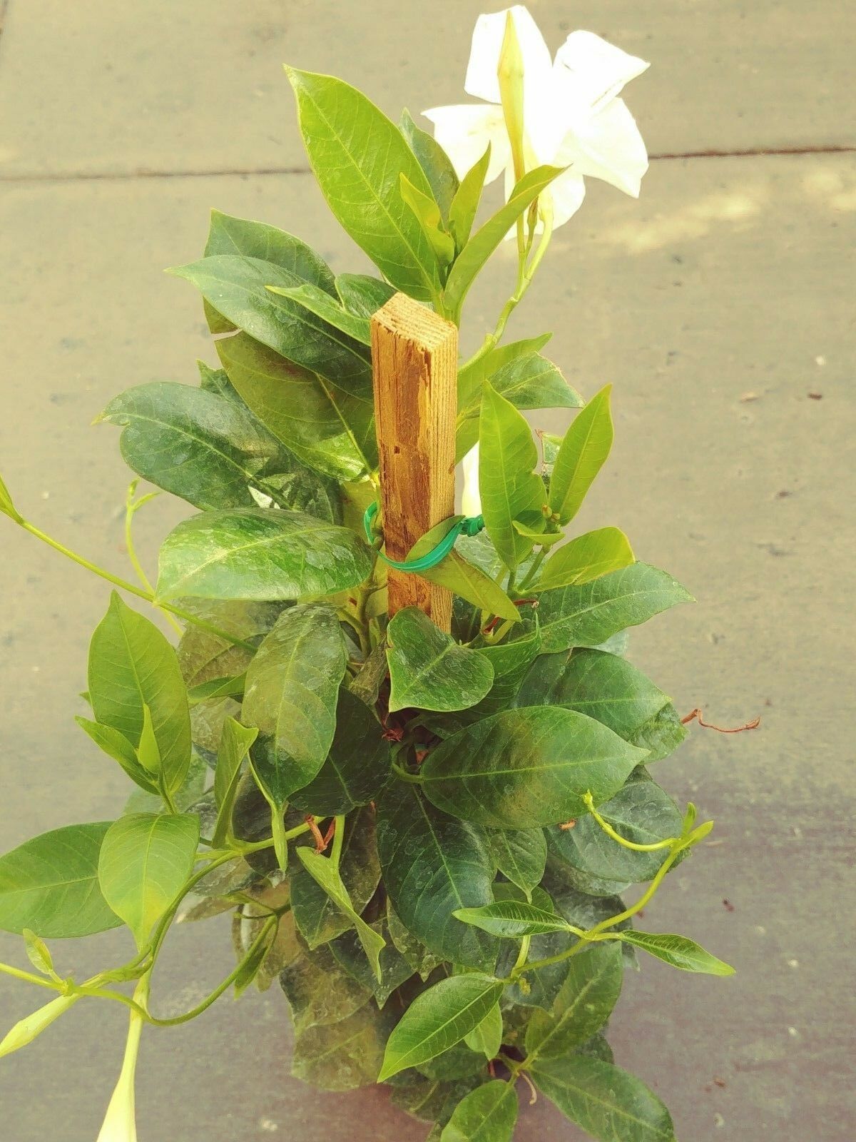 Dipladenia Madinia Live Plant - White #STR11 - Plants & Seedlings