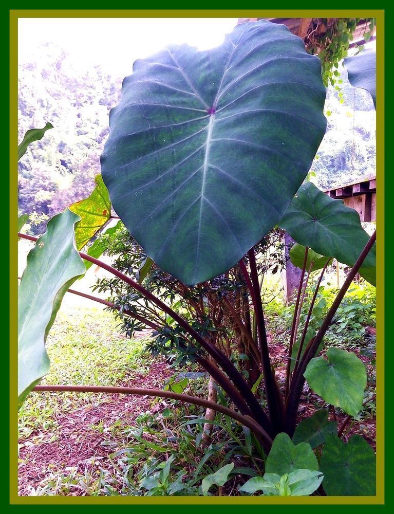 RARE 1 PIECE BULB Colocasia Sp.GIANT ELEPHANT EAR TARO BLACK Bulbs