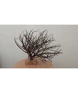 Ηair in the Αir, Big Naturally Dried Decorative Branch, Mounten Cedrus, ... - $340.00