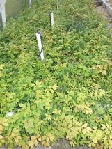 1 DWARF BURNING BUSH bare root  (Euonymus Alatus) image 6