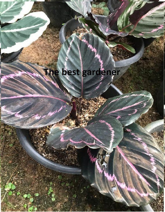 One live rhizome calathea  roseopicta dottie plants Bulbs 