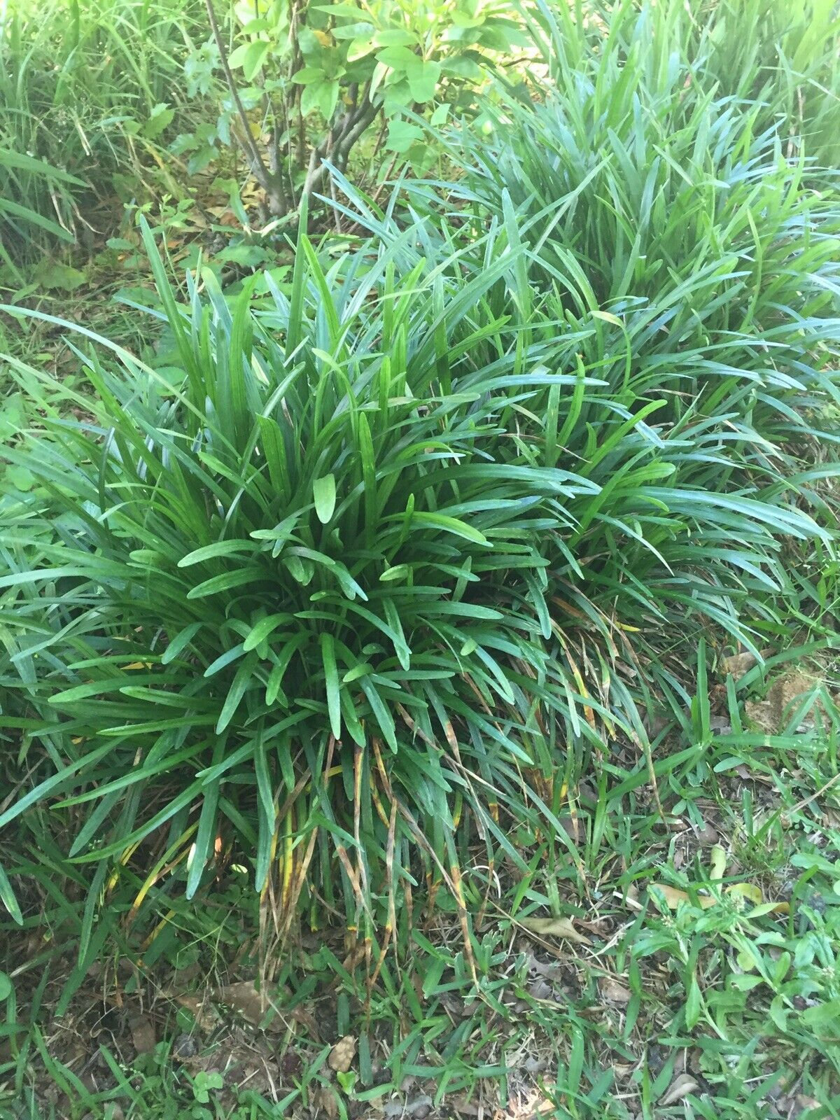 100 Monkey Grass Plants, Liriope, Bare Root Plants, Evergreen Border ...