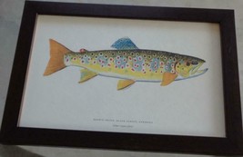 Artwork Print – Brown Trout – Black Forest, Germany – PROFESSIONALLY FRAMED - $49.49
