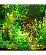 “ 100 PCS Aquarium Grass Seeds Water Aquatic Plant Seeds (Mix Included 1... - $13.98