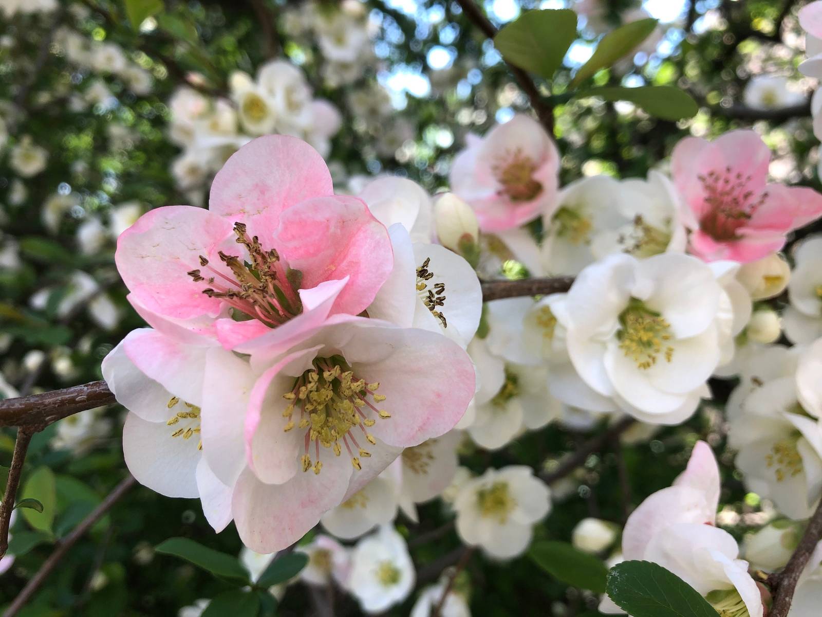 Higan Japanese Flowering Cherry Tree Seeds and similar items