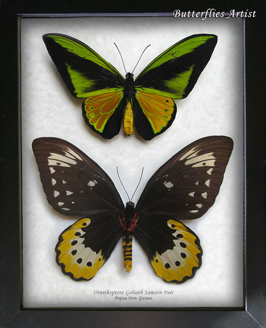 Ornithoptera Goliath Samson PAIR RARE Birdwing Butterflies Entomology