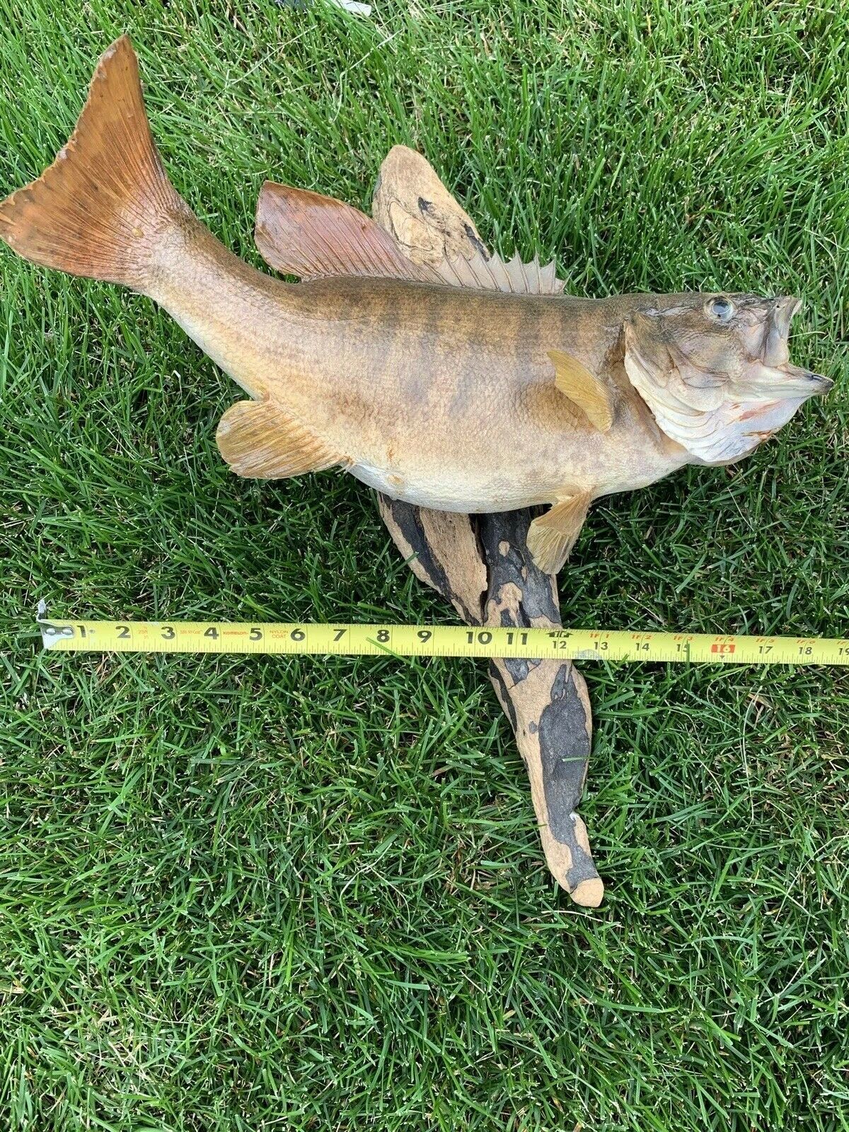 16” Smallmouth Bass Taxidermy Skin Fish Mount On Driftwood Fish