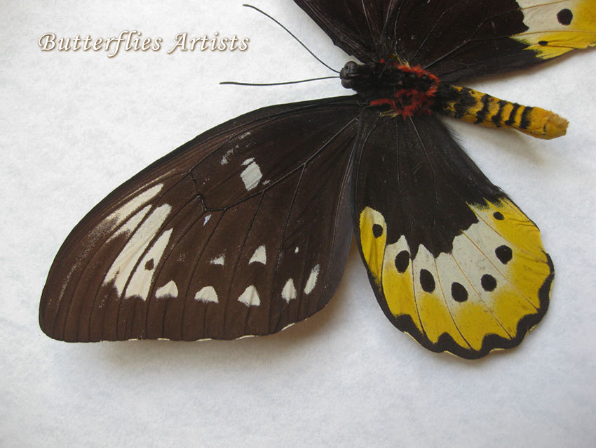 Ornithoptera Goliath Samson PAIR RARE Birdwing Butterflies Entomology