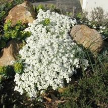 100 Pcs White Alpine Rock Cress Flower Seeds #MNSS - $14.99